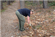 A volunteer bends down near a large pine tree, looking at something on the ground.