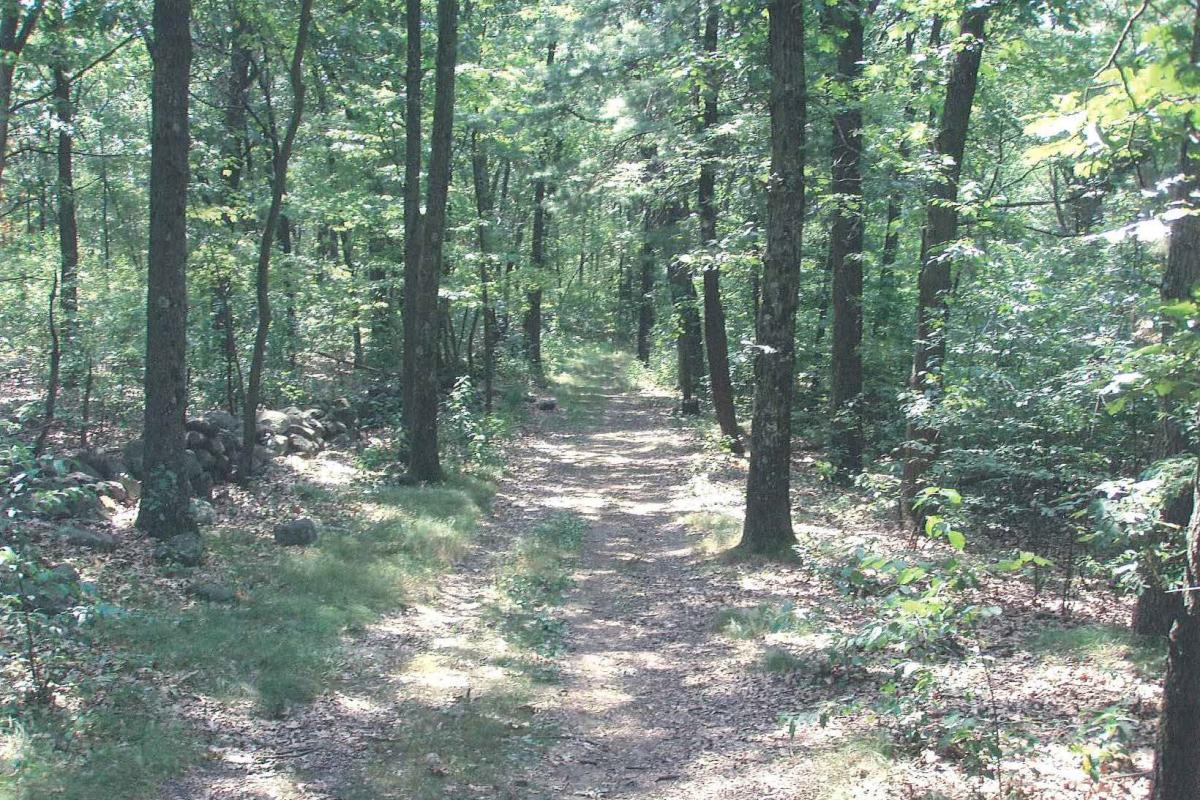 A sunlit trail makes its way through the woods.