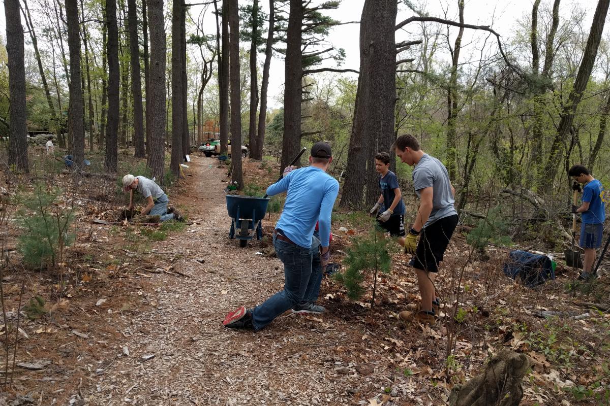 Volunteers plant pine saplings.